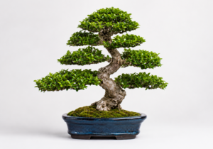Bonsai banner1